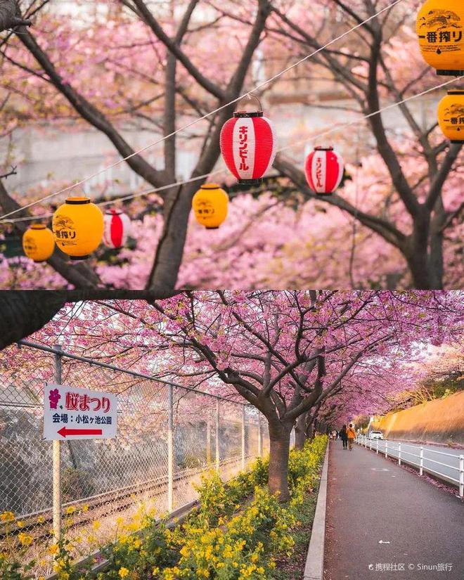 早樱不止冲绳、伊豆！樱花隧道、夜间点灯小众海岸的樱花祭！(图6)