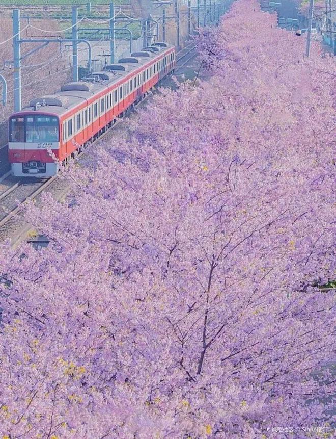 早樱不止冲绳、伊豆！樱花隧道、夜间点灯小众海岸的樱花祭！(图1)