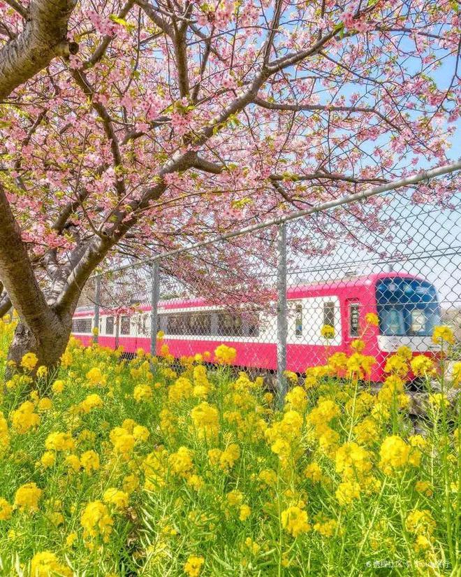 早樱不止冲绳、伊豆！樱花隧道、夜间点灯小众海岸的樱花祭！(图3)