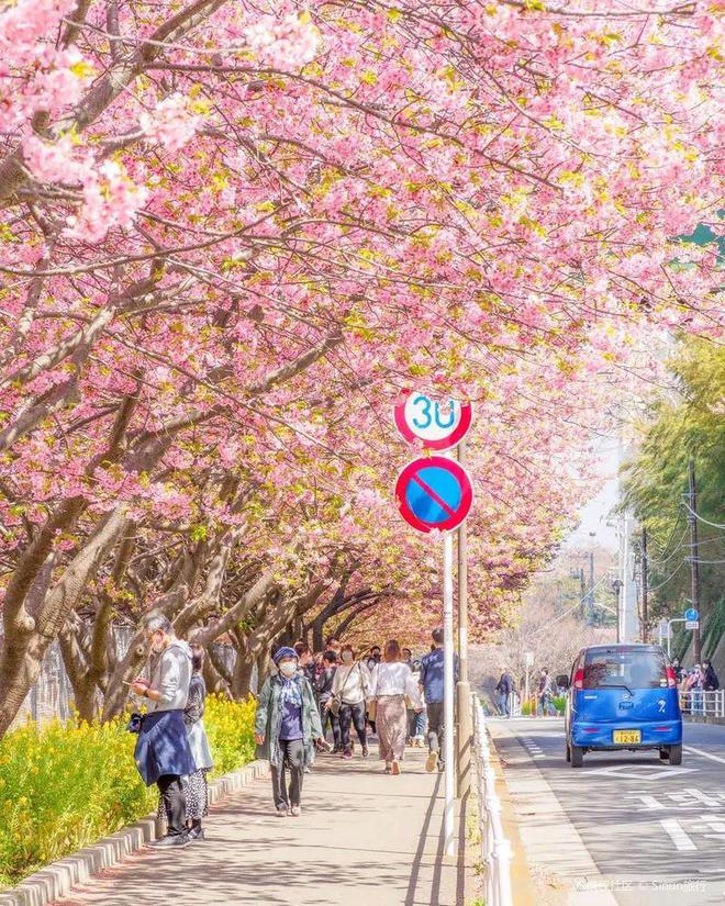 早樱不止冲绳、伊豆！樱花隧道、夜间点灯小众海岸的樱花祭！(图5)